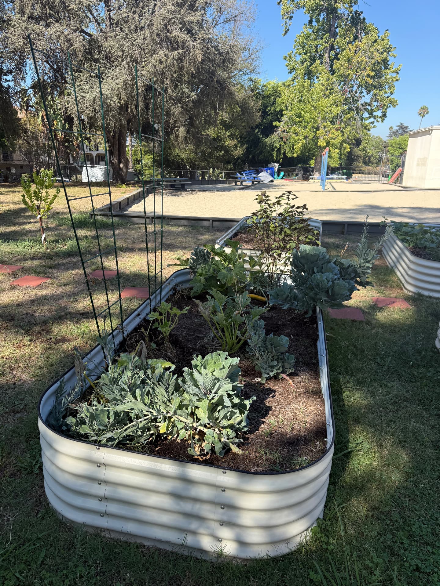 Raised garden beds with seasonal vegetables at the Community Garden of Alhambra Seventh-day Adventist Church
