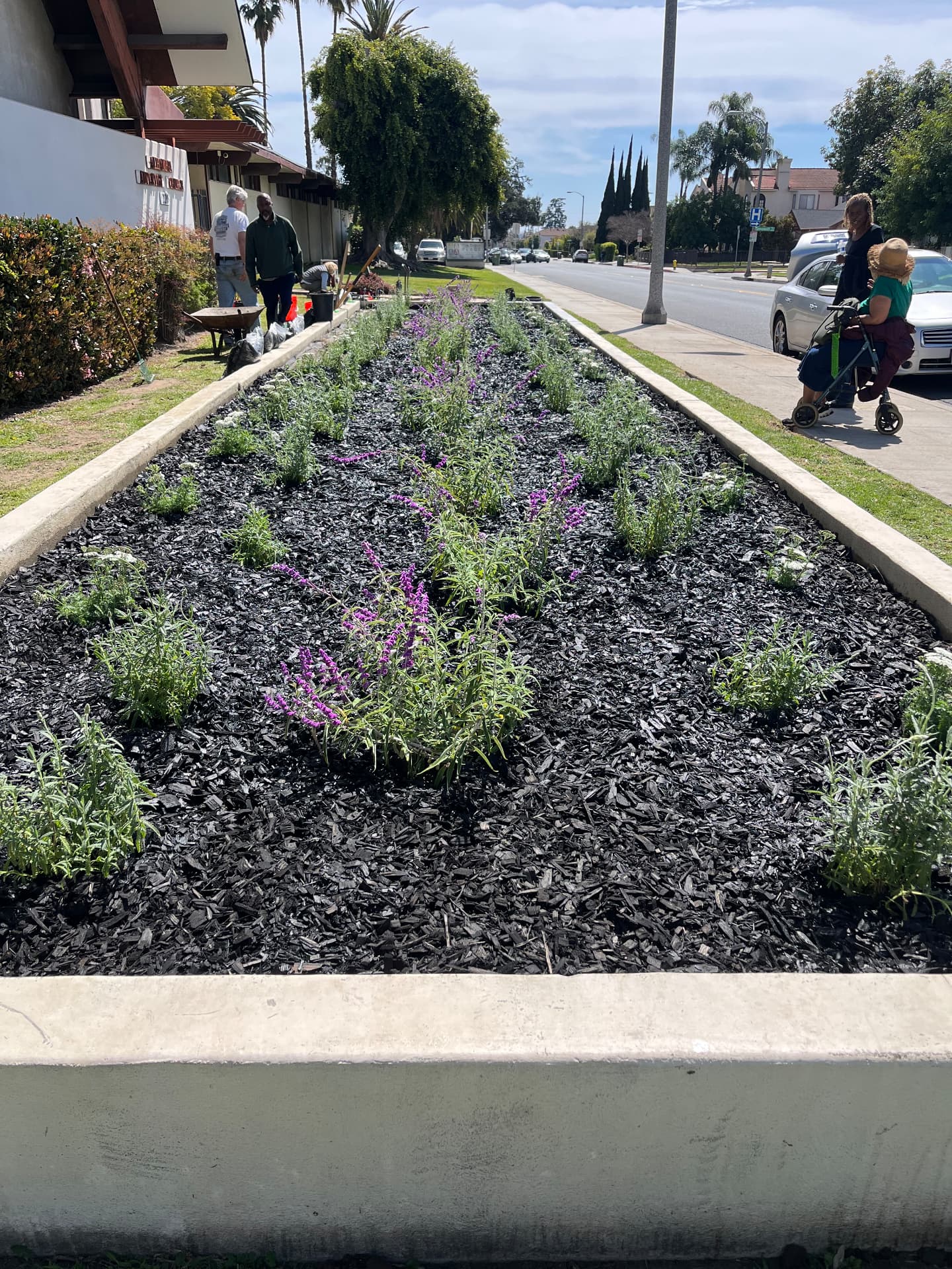 The Alhambra SDA Church community garden beds blooming along Chapel Avenue